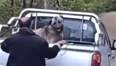 Trabzon'da Şok Edici Olay: Köpeği Halatla Döküş Haline Getiren Adam!