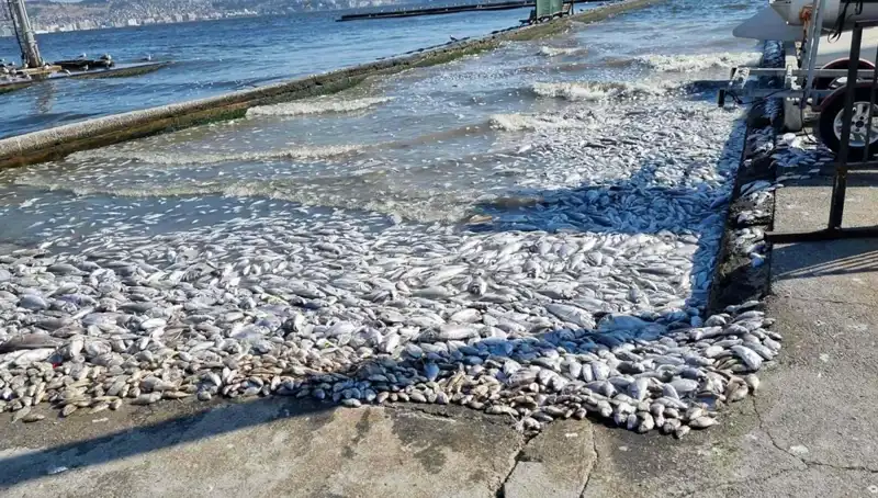 İzmir Körfezi'nde Çevre Dostu Yeniliklerle Temiz Bir Gelecek!