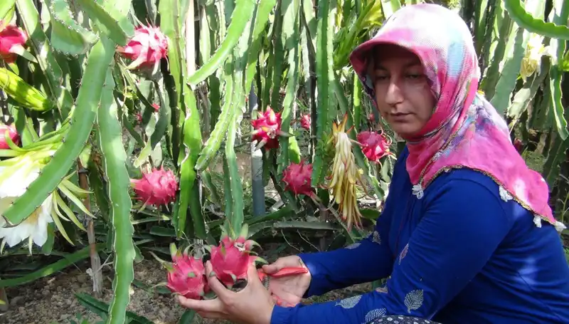 Emekli Olduktan Sonra Pitaya Üretmeye Başlayan Üretici, Kilosunu 200 TL'ye Satıyor!