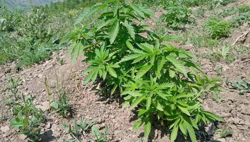 Bingöl'de Kenevir ve Kaçak Tütün Operasyonu: Sebepler ve Sonuçlar