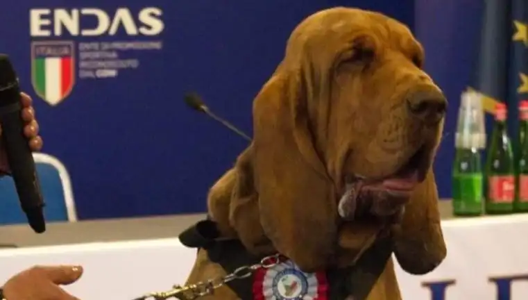 Arama Köpeği Suikasti: Çivili Sosisle Hayatına Kıyıldı