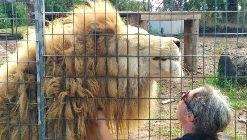 Avustralya'da Aslan Saldırısı: Kafesin İçinde Yaşanan Korkunç Olay