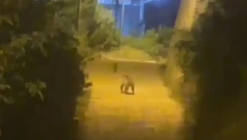Gümüşhane'de Şehir Merkezine İnen Ayı Panic Yaratıyor!