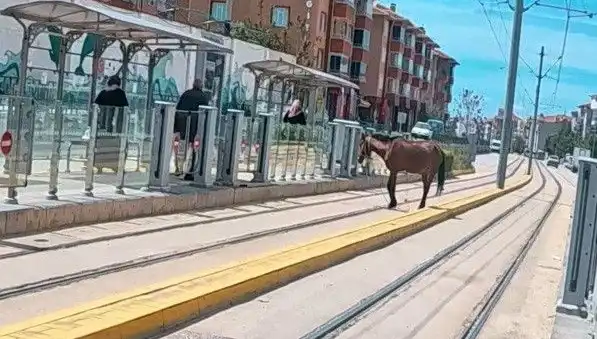Eskişehir’de Tramvay Raylarında Gezen Başboş At Şaşkınlığı