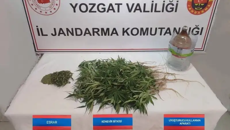Yozgat'ta Uyuşturucu İle Mücadele Kapsamında 40 Kök Kenevir Ele Geçirildi