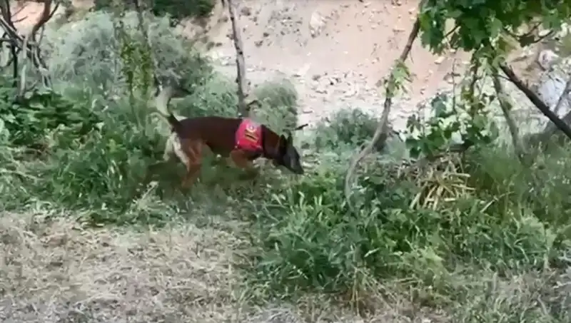Dedektör Köpekler, Dere Kenarındaki Esrarı Buldu: Gizemli Olayın Perdesi Aralanıyor