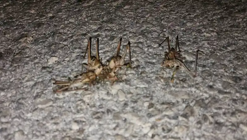 Yüzlerce Çekirge Yolu İstila Etti: Sürülerin Oluşumuna Dikkat!