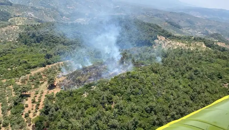 Aydın'da Orman Yangını: Doğa Felaketinin Ayrıntıları ve Etkileri