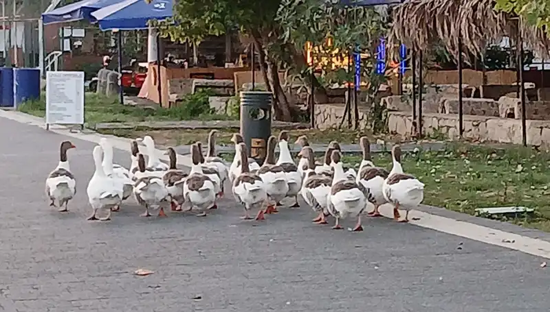Kumsalda Yüzdüler, Kümeste Hayatlarını Kaybettiler: Kazların Trajik Hikayesi