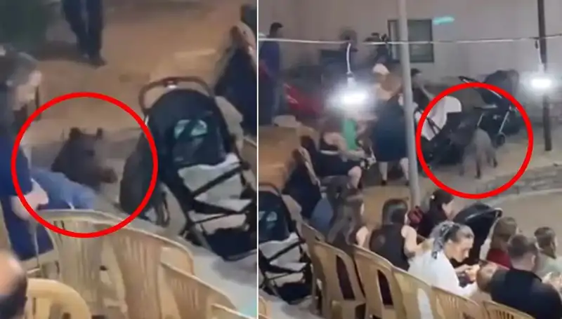 Düğün Kutlamasına Dalan Yaban Domuzu, Misafirleri Paniğe Sürükledi