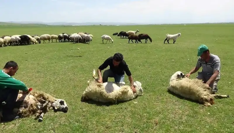 Dağların Zirvesinde Koyun Kırkma Zamanı Geldi