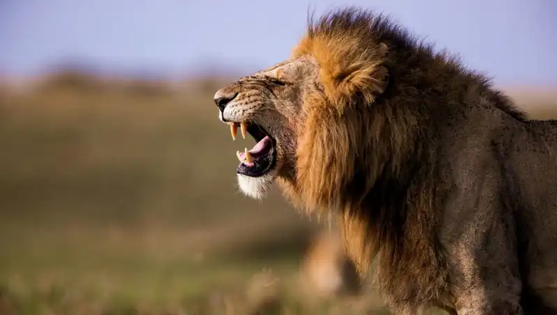 Aslan Saldırısı: 14 Yaşındaki Kız Korkunç Bir Olayda Hayatını Kaybetti