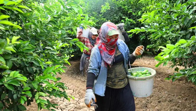 Markette Domatesin Kilosu 150 Lirayı Geçti: Düşüş İçin Hasat Zamanı Geldi