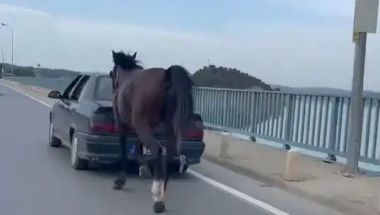 Adana'da Ata Eziyet Eden Kişi Tutuklandı: Canlı Yayında Şok Gelişme