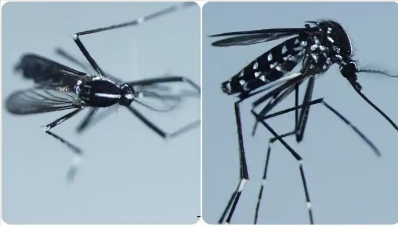 Chikungunya Virüsü: Küresel Tehlike ve Belirtileri Hakkında Bilmeniz Gerekenler