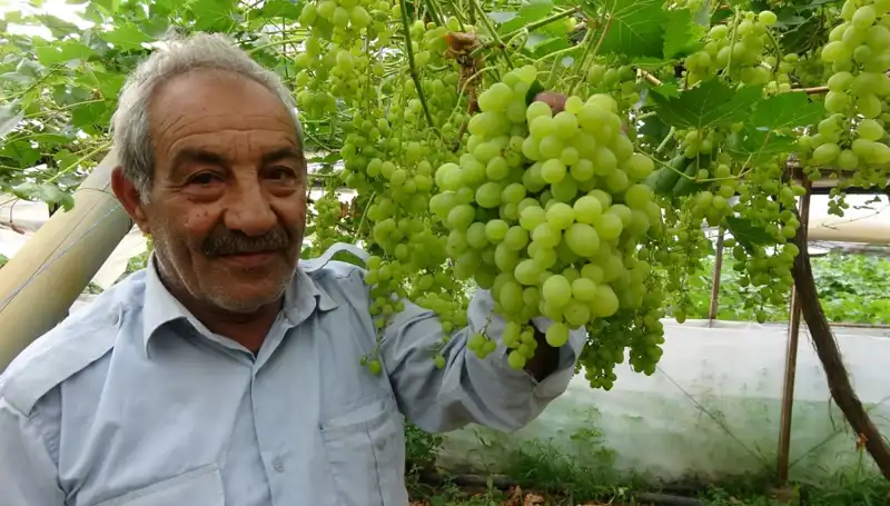 Zirai Don Etkisi: Meyve Fiyatları Nasıl Yükseliyor?