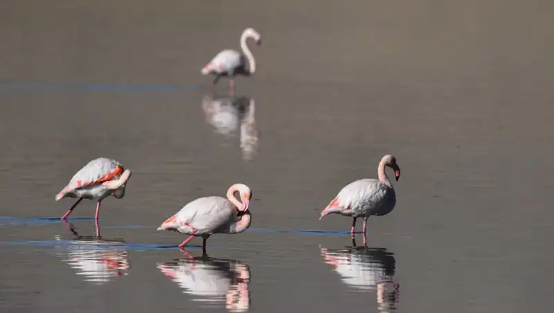 Kuş Cennetinde Kuraklık Krizi: Flamingolar Tehdit Altında