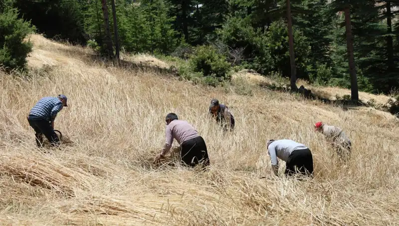 Teknolojinin Ulaşamadığı Tarla: Ellik ve Orak ile Geleneksel Hasat Başlıyor