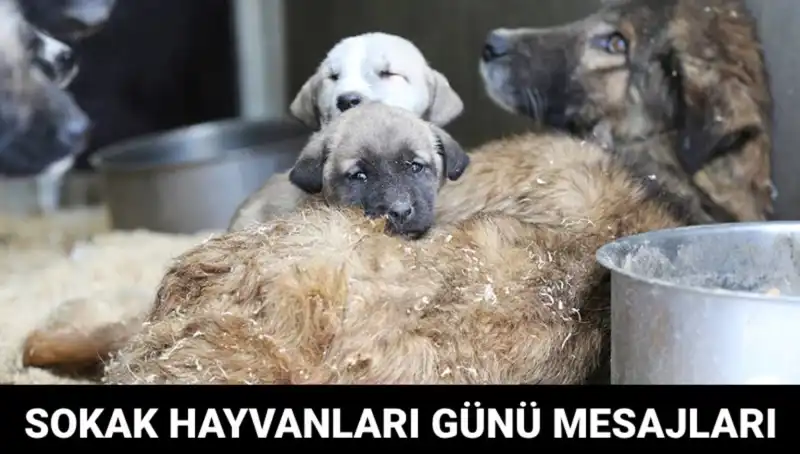 Dünya Sokak Hayvanları Günü: Hayvanlar İçin Umut Yaratma Zamanı!