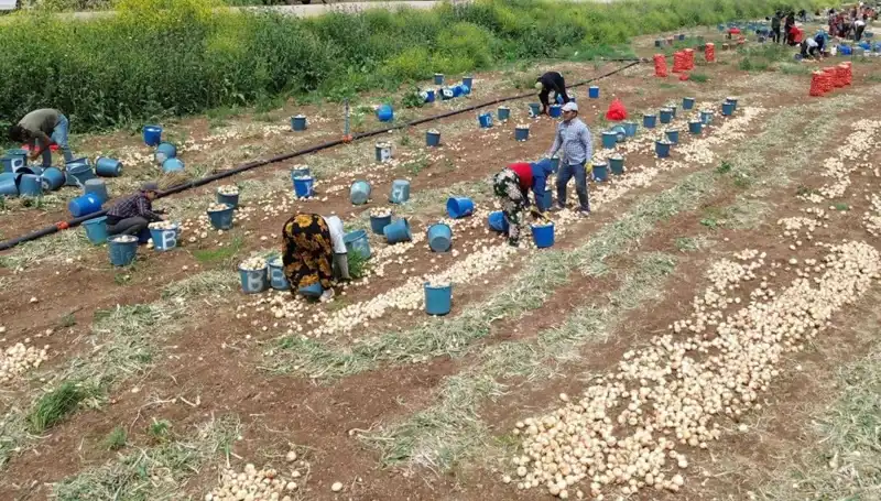 Soğan Hasadı Başladı: Fiyatlar Düşerken Pazar Durumu Ne Olacak?