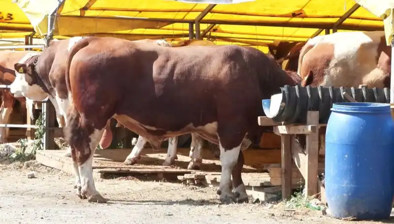 Kurban Pazarlarında Hareketlilik: Fiyatlar ve Talep Artışı Nedenleri