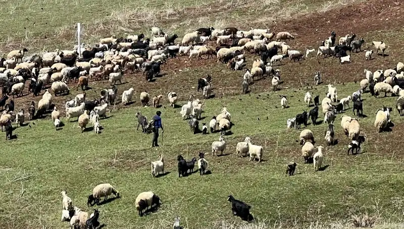 Çoban Krizi Büyüyor: 70 Bin Lira Maaşla Düşük Talep Şaşırttı