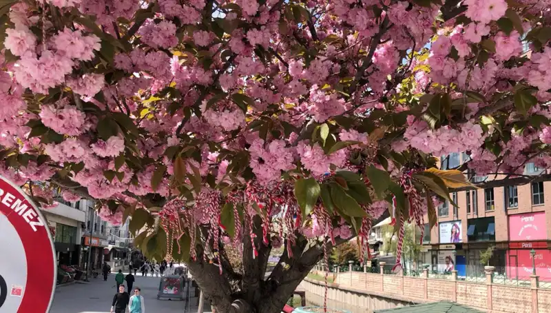 Süs Erik Ağaçlarına Martenitsa Bağlama Geleneği: Neden Önemli?