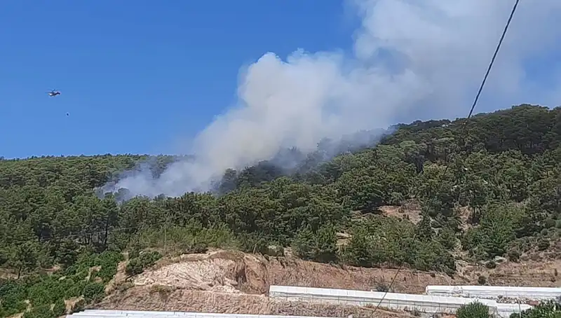 Kumluca'da Yangın Alarmı: Doğa ve Canlılar Tehlikede!