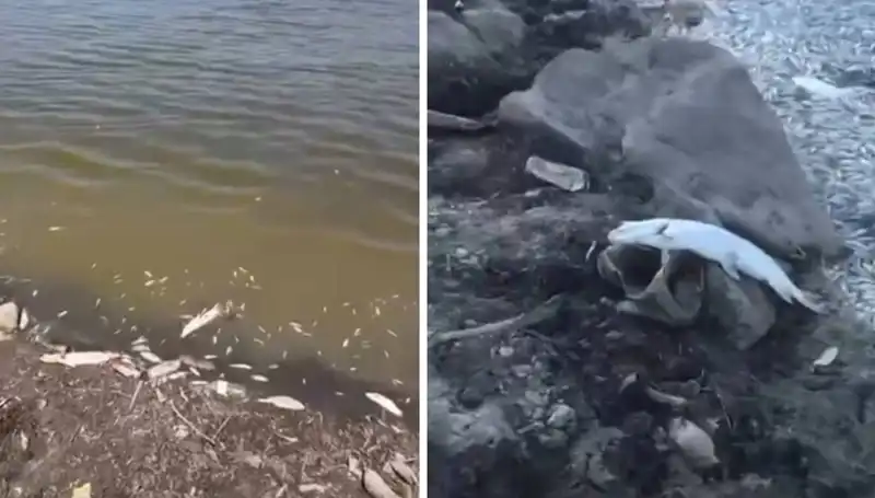 Bursa'da Kıyıya Vuran Yüzlerce Balık, Tarım ve Doğa Aleyhine Uyarılıyor!